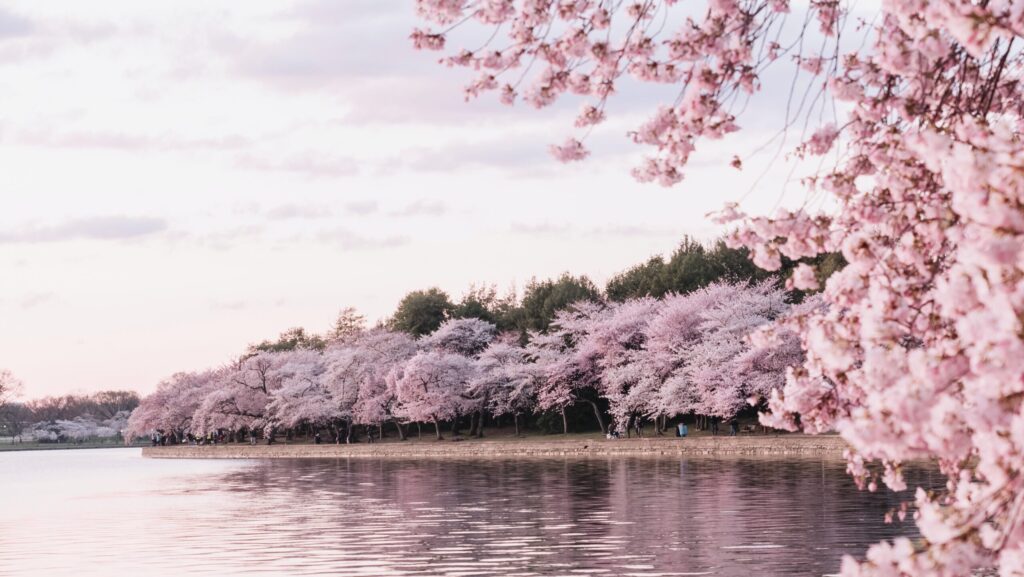 桜と川（精神分析オフィス，桜心理カウンセリング恵比寿の桜イメージ）