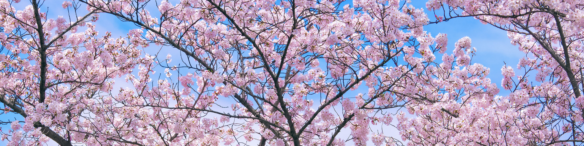 桜と青空（恵比寿広尾の桜心理カウンセリングオフィスのイメージ）