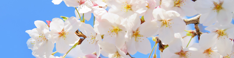 恵比寿・広尾の桜の画像