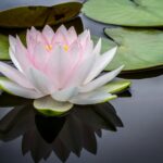 蓮の花