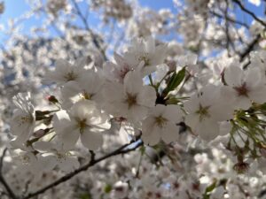 sakura