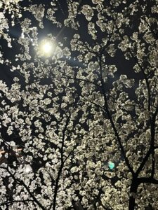 夜桜