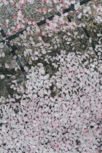 桜２