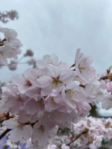 桜１