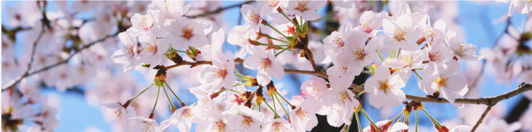 桜心理カウンセリング恵比寿の家族相談ページの桜